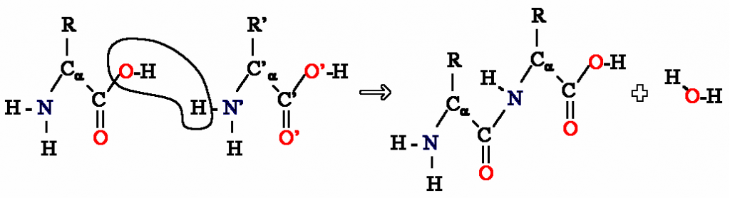 2-amino.png